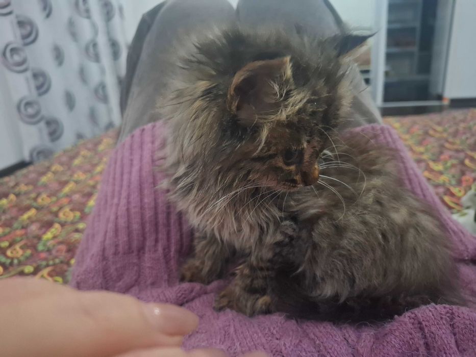 Котёнок,  мушук боласи, Mushuk bolasi