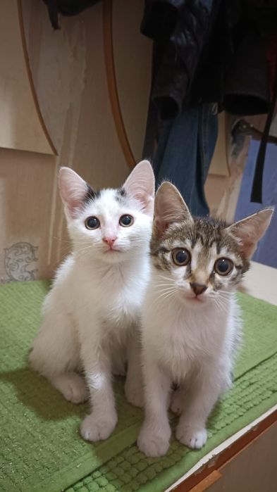 Отдам котят в добрые руки