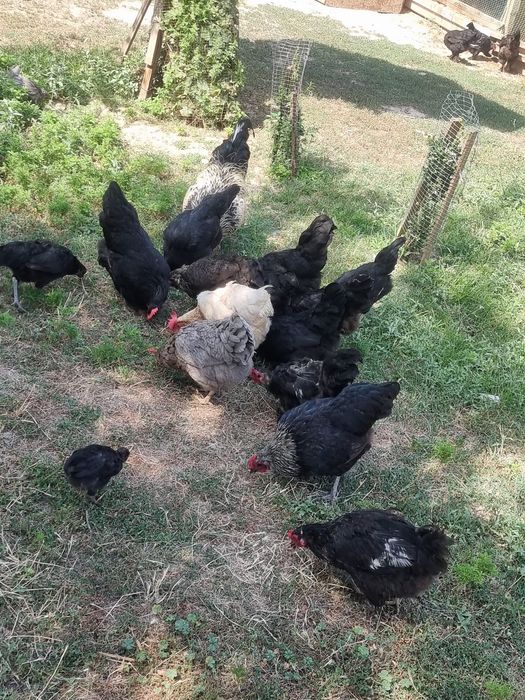 Tovula va xoroz sotiladi