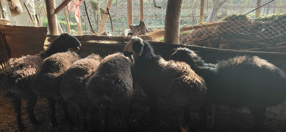 6 дона 1 ёш Зомин ҳисори қўчқорлари