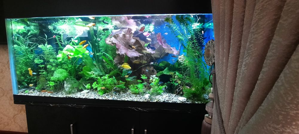 Акварюм растенялар сотамо хар хил