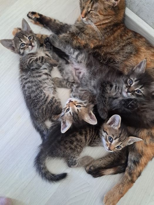 Котята кошки мысык