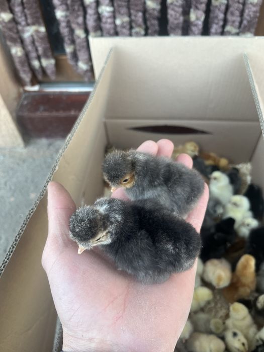 Puișori de Rasă 6/7 zile