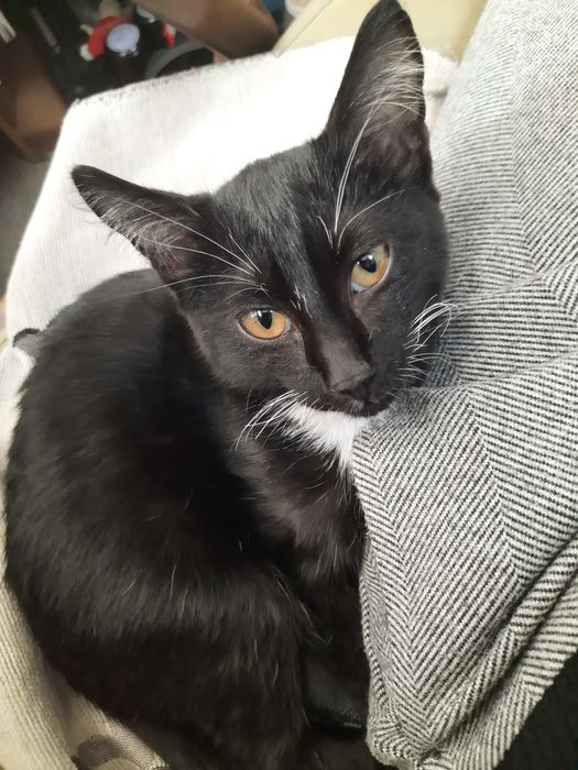 Молодые воспитанные коты