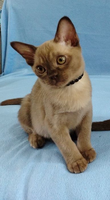 Европейская бурма.