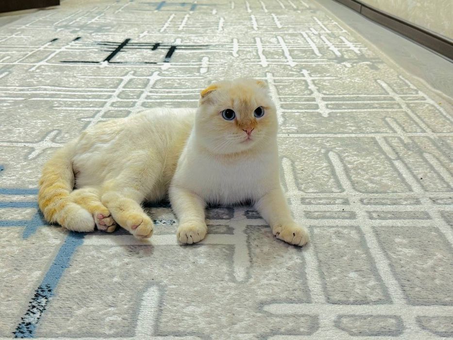 Вяска шотландского кота!