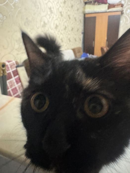 Отдам кошечку 5 месяцев