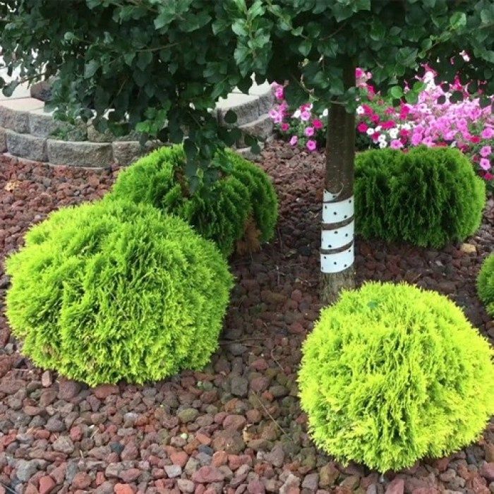 Туя Даника ауреа