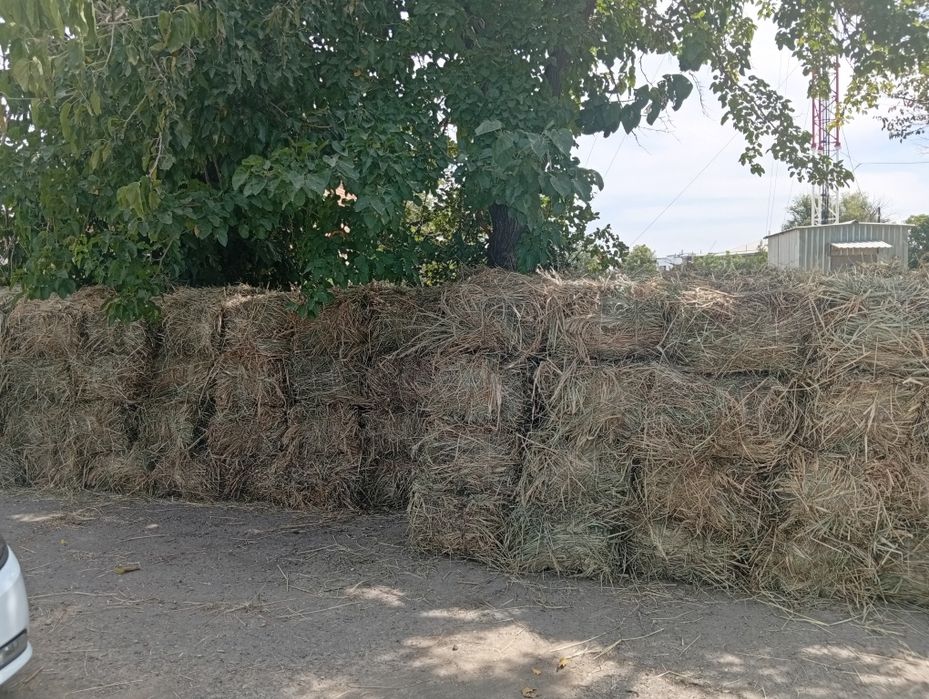 Hashak press 2-o'rim beda