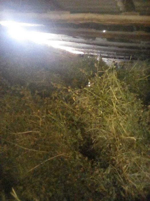 Mol qoylarga judayam.zor o't maxsuloti.xudi.yemday. toza.o,'t