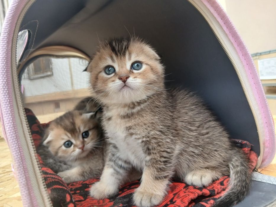 Продаётся золотая шиншилла три мальчика