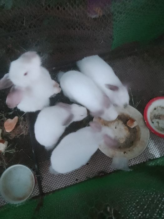 Калифорния куëнлари сотилади