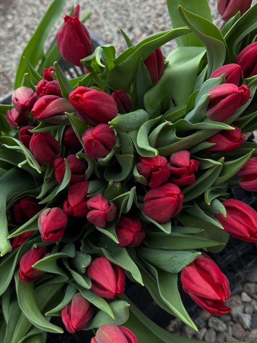 Тюльпаный голанские