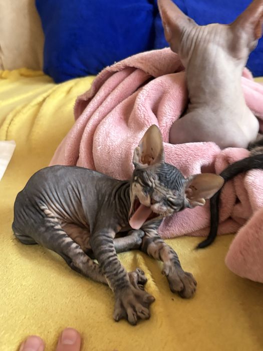 Сфинксики милашки ждут добрых  и заботливых хозяев.