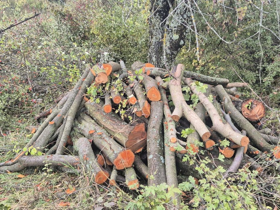 Vand lemn de mar, prun, cires, esenta tare, taiate la metru