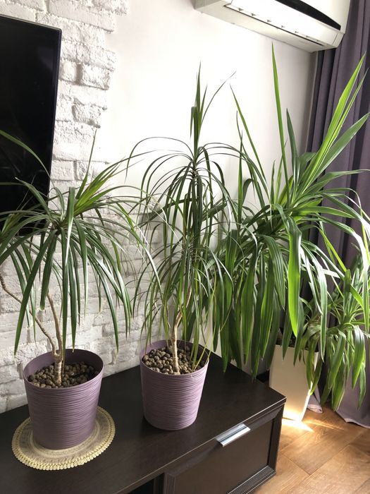 Продам цветы для офиса, дома