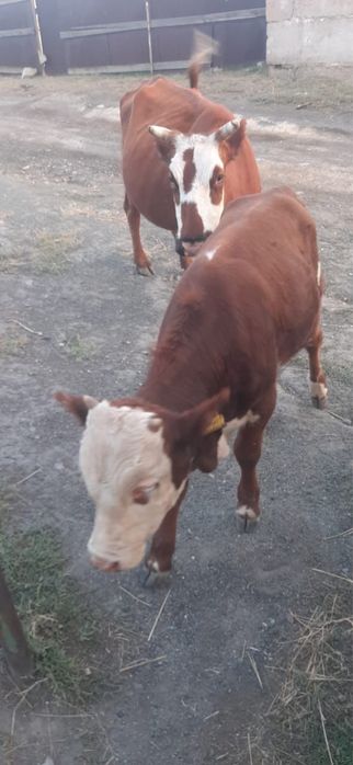 Сиыр 6 жасар буаз семиз