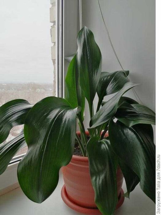 Продам  комнатный растение  цветущий  Эухарис или амазонская лилия