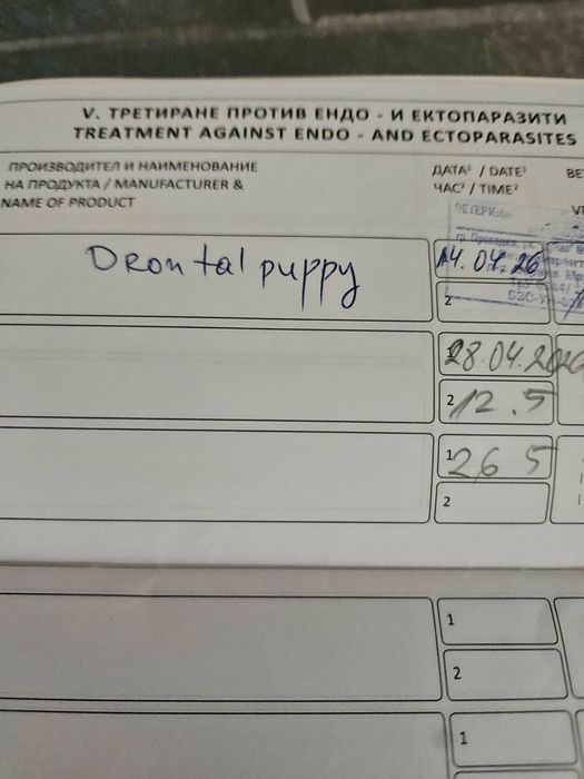 Померан на 76 дни