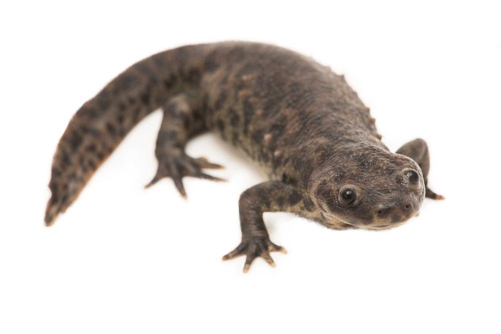 Тритон аквариумный