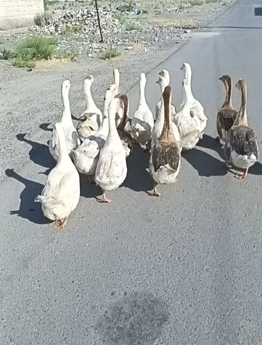 G'ozlar sotiladi