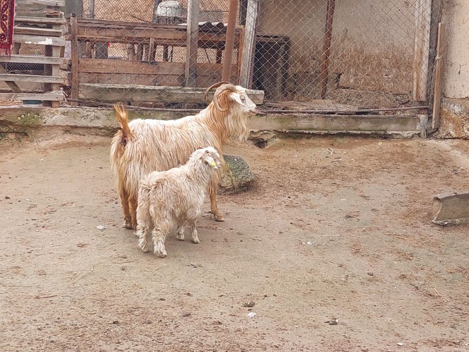 Жас ірі денелі лақты ешкі сатылады