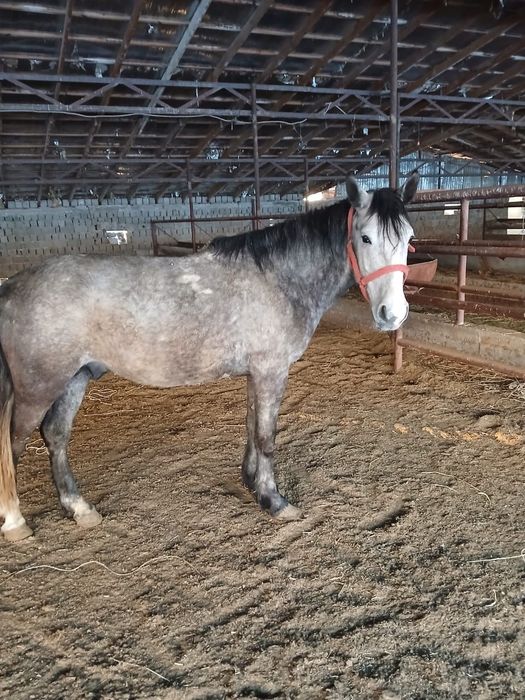 4тен 5 ке шыққан  бесті сатылады