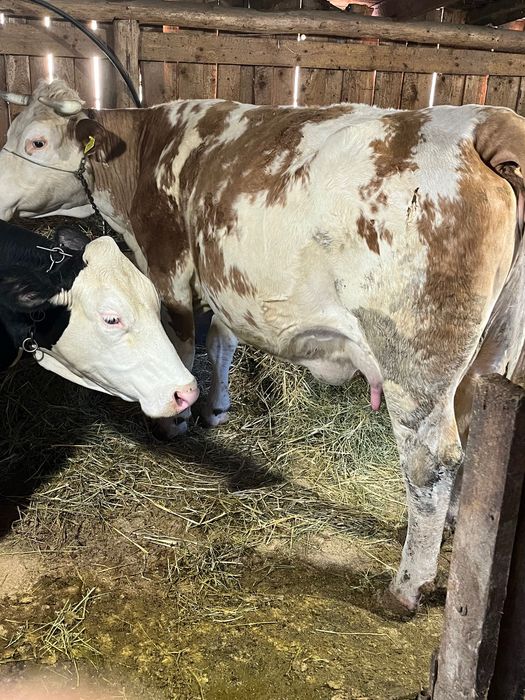 Vaca baltata romaneasca