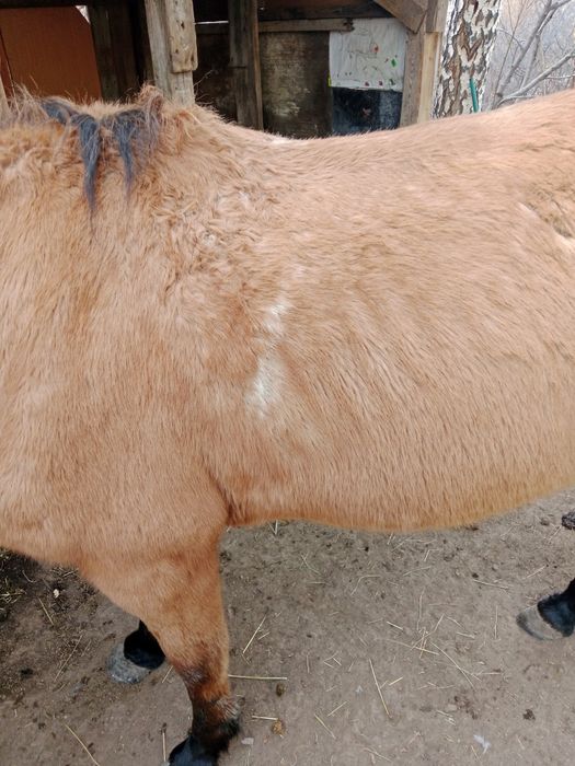 Лошадь Ат кострат