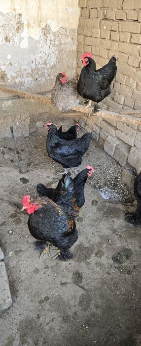 Xonaki tovuqlar sotiladi