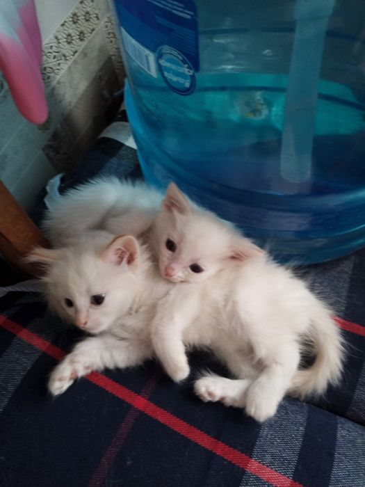 Бесплатно отдам котят, мальчики