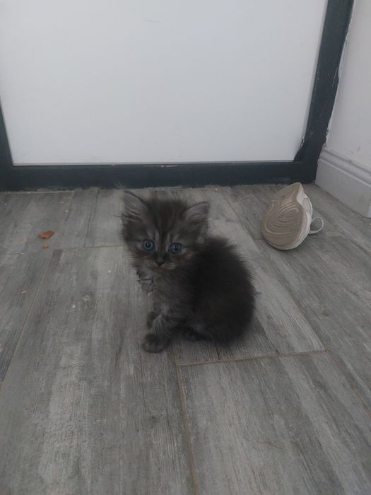 Котята красивые игривые