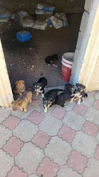 Щенки в хорошие руки