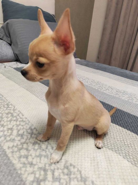 Продаётся чистокровный клубный щенок чихуахуа