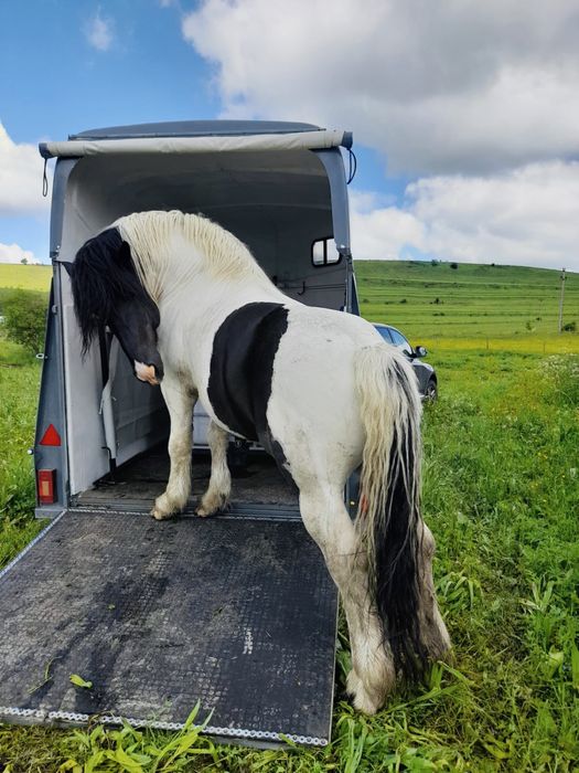 Transport animale/auto/inchirieri remorci-platforme
