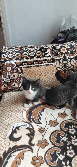Котята в добрые руки