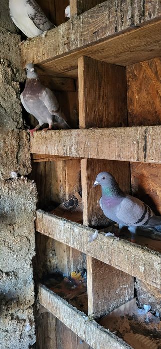 Vand porumbei voiajori si misirlii