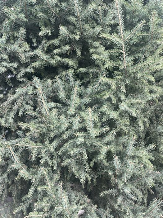 Продается ёлка. 4 метр