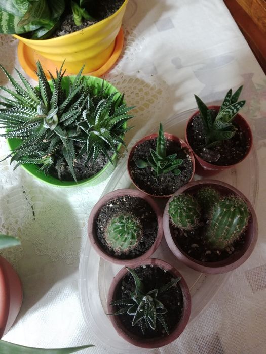 Комнатные цветы в новом грунте