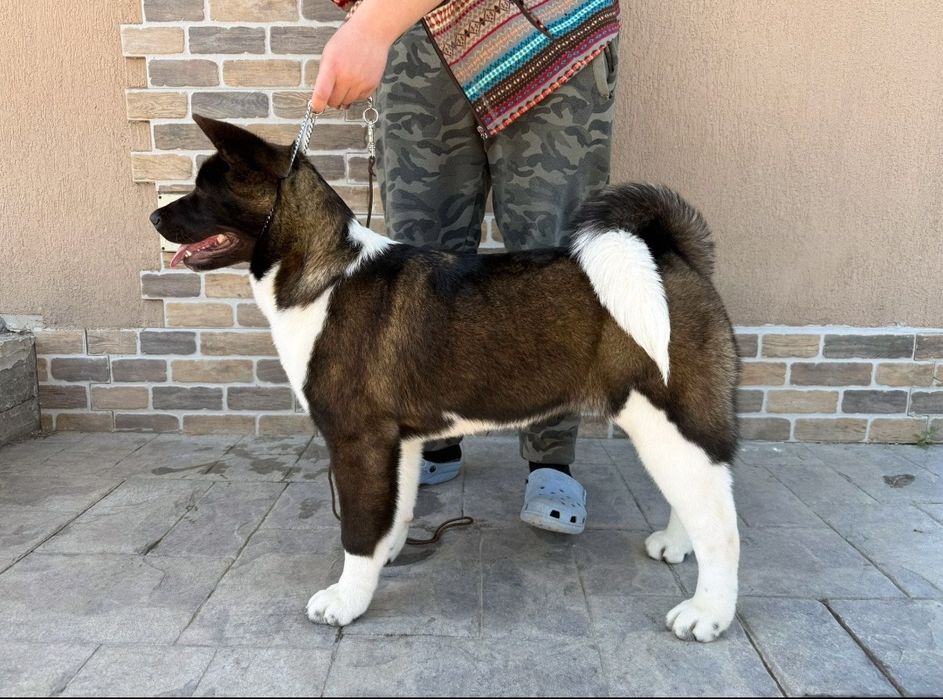 Pui Femelă Akita American