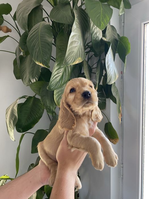 Cocker Spaniel fetita