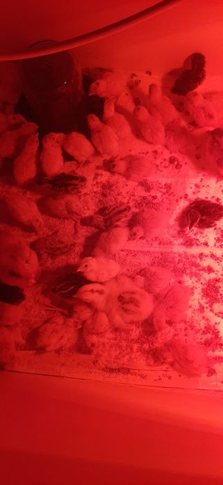 Месячны Перепёлки и Недельные