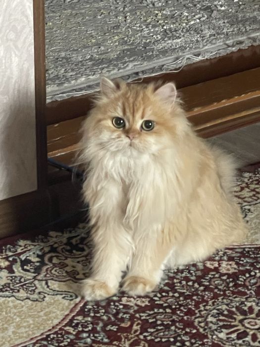 Продается золотая шиншилла хайленд