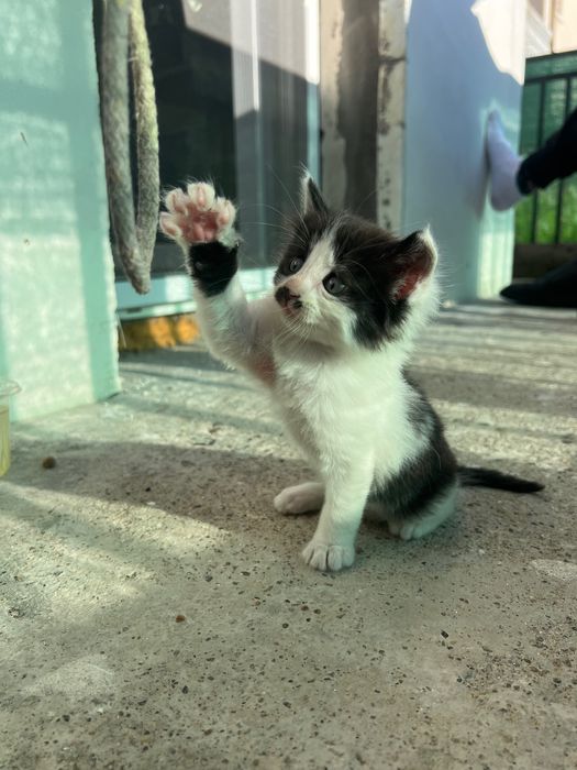 Подарявам котета