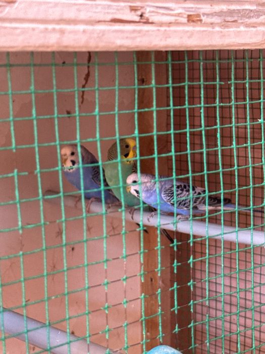 Валнистий тўтилар