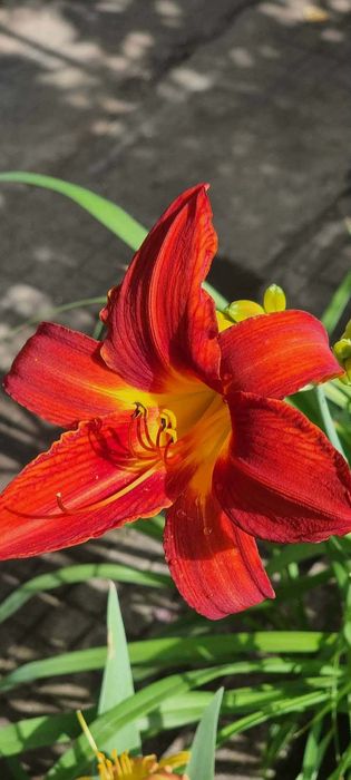 Хемерокалиси - богат избор