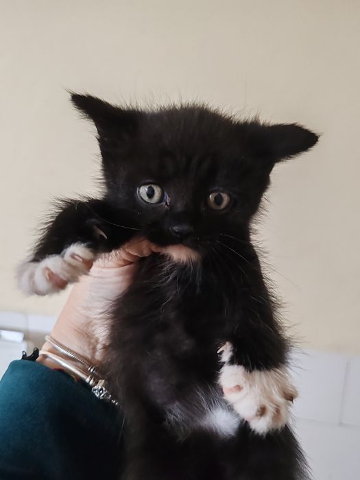 Spre adopție 3 pui de pisica