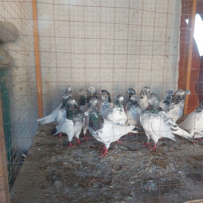 Пакистанцы лет с игрой  лет 4.5.6.7 час