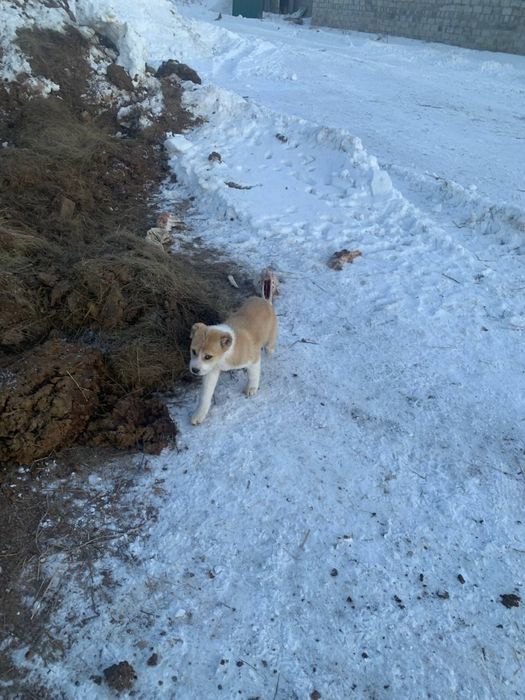 Продам алабаев щенки