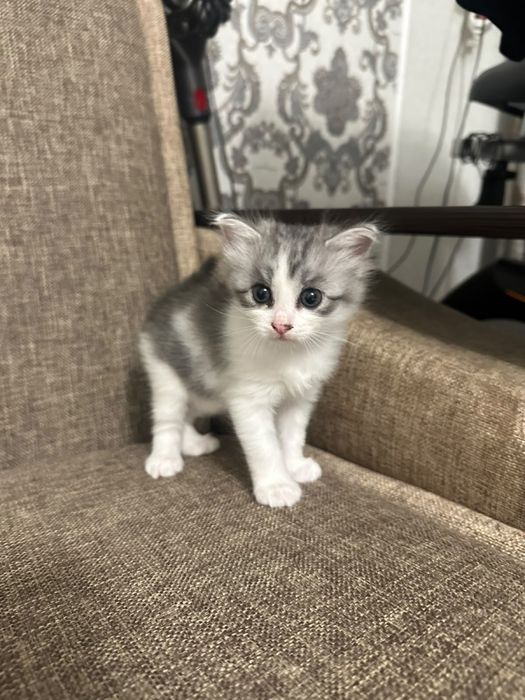 Отдам в добрые руки котенка ( девочка)